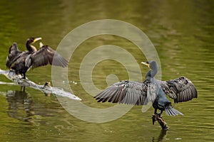 Cormorano Phalacrocorax carbo