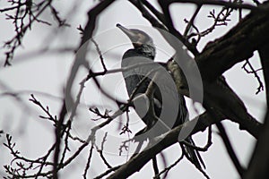 Cormorano su un albero