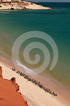 Cormorans on the beach. FranÃ§ois Peron national park. Shark Bay. Western Australia