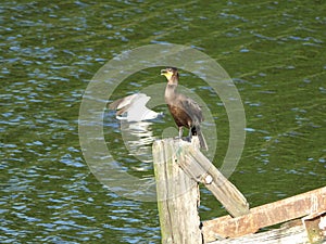 Cormorant 12