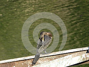 Cormorant 15