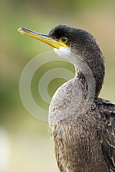 Cormorant