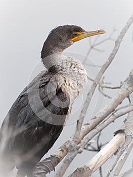 Cormorant