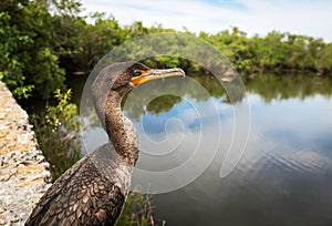 Cormorant