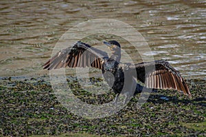 Cormorant Airing It`s Wings at the Seaside, Bray, County Wicklow