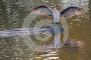 A cormorant basks on a rock in the lake with its backlit wings outspread