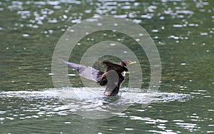 Cormorant bathing at Dufferin Islands area, Ontario photo