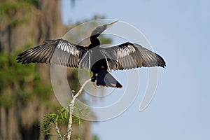 Cormorant in the Bayou photo