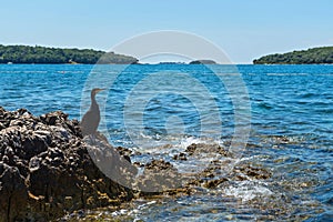 Cormorant on the beach in Istria