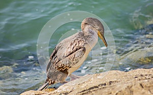 Cormorant on the beach in submarine, along the rocks of the dam in search of molluscs with which to feed.