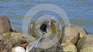 Cormorant on the beach. A well-known bird found on the beach. Th