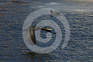 Cormorant - beautiful swimmer and hunter