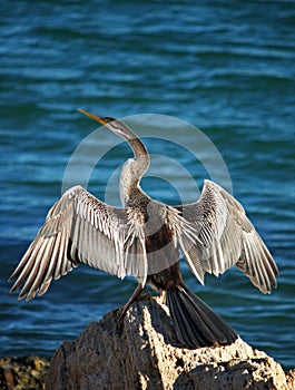 Cormorant Bird