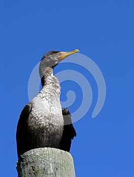 Cormorant bird