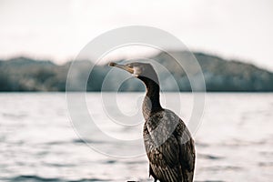 cormorant bird from the back with the neck to the side in profile with an orange spot on the beak on the shore of the