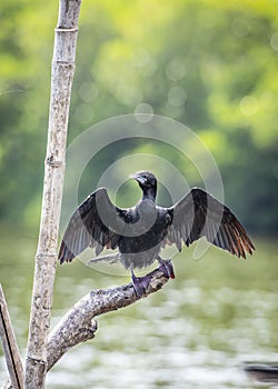 Cormorant bird on the Bentota Ganga river in the jungle on the island of Sri Lanka