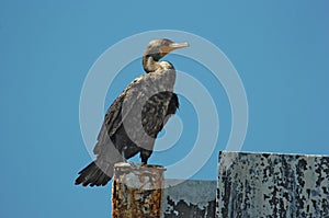Cormorant bird in Florida
