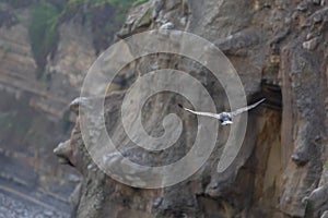 Cormorant Bird flying along the cliffs over the Pacific Ocean La Jolla Beach, San Diego, California