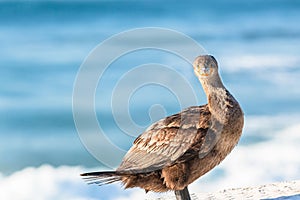 Cormorant Bird Head Eyes Stare Ocean