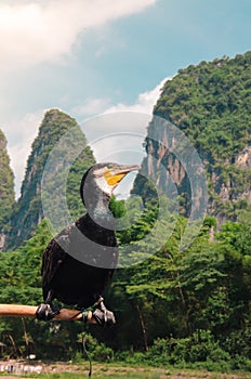 Cormorant Bird Perched on a Pole in Guilin`s Lijiang River