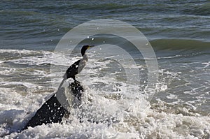 Cormorant bird sits on a stone