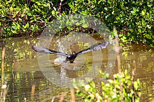 Cormorant bird taking flight from a pond in Florida