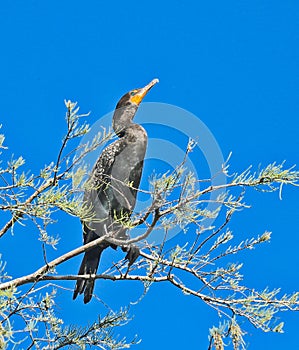 Cormorant bird tree, blue sky, South Florida
