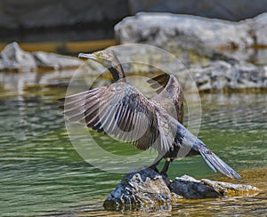 Cormorant bird
