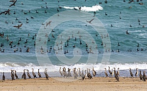 Cormorant birds on a beach in Musandam photo