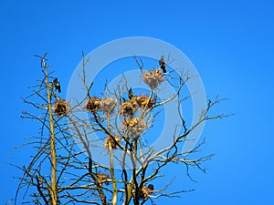 Cormorant birds Neringa , Lithuania