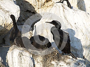 Cormorant birds in nest