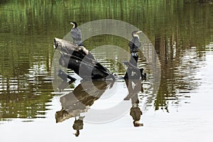 Cormorant Birds and Reflections on River Water Surface