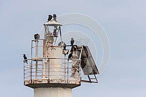 Cormorant birds on top o lighthouse in Tsemes Bay of Black Sea by Novorossiysk