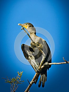 Cormorant black feathered bird tree Everglades Florida