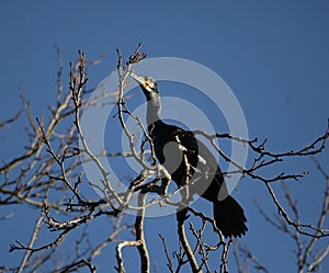 Cormorant in blue skies