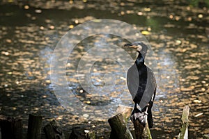 Cormorant on branches