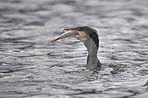 Cormorant catching a fish in the river Thames