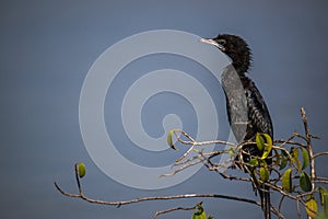 Cormorant Close Up