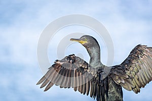 Cormorant close up with outstretched wings on HornÃ¸ya in Finnmark, Norway