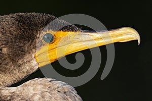 Cormorant close up in side view portrait against black