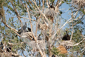 Cormorant colonies in Danube Delta , Romania wildlife bird watching