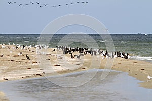 Cormorant colony on the beach