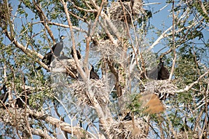 Cormorant colony in Danube Delta , Romania wildlife bird watching