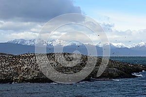 Cormorant colony on an island at Ushuaia in the Beagle Channel