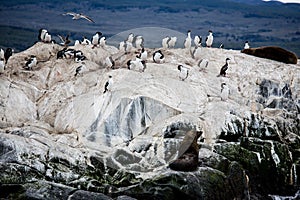 Cormorant colony on an island at Ushuaia in the Beagle Channel Beagle Strait, Tierra Del Fuego, Argentina