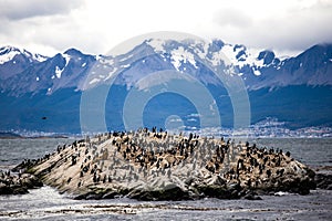 Cormorant colony on an island at Ushuaia in the Beagle Channel Beagle Strait, Tierra Del Fuego, Argentina photo