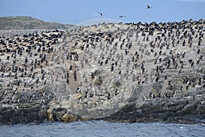 Cormorant colony on an island at Ushuaia in the Beagle Channel, Tierra Del Fuego, Argentina, South America