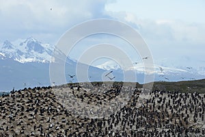 Cormorant colony on an island at Ushuaia in the Beagle Channel, Tierra Del Fuego, Argentina, South America