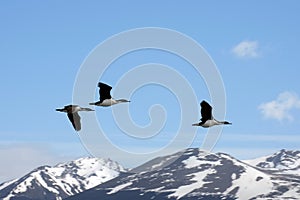 Cormorant colony on an island at Ushuaia in the Beagle Channel, Tierra Del Fuego, Argentina, South America