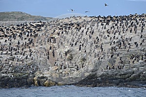 Cormorant colony on an island at Ushuaia in the Beagle Channel, Tierra Del Fuego, Argentina, South America photo
